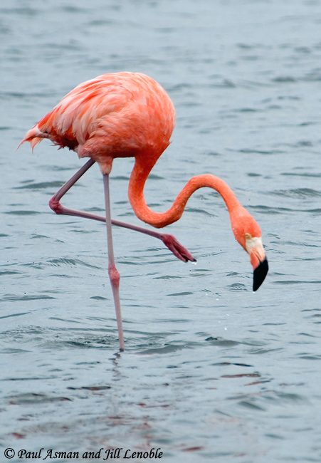 Image result for flamingo crossing its legs